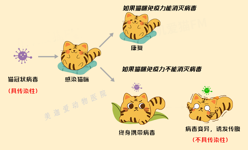 猫传腹传染人吗,小猫猫传腹多久能发现,症状是什么,传腹不治疗必死吗