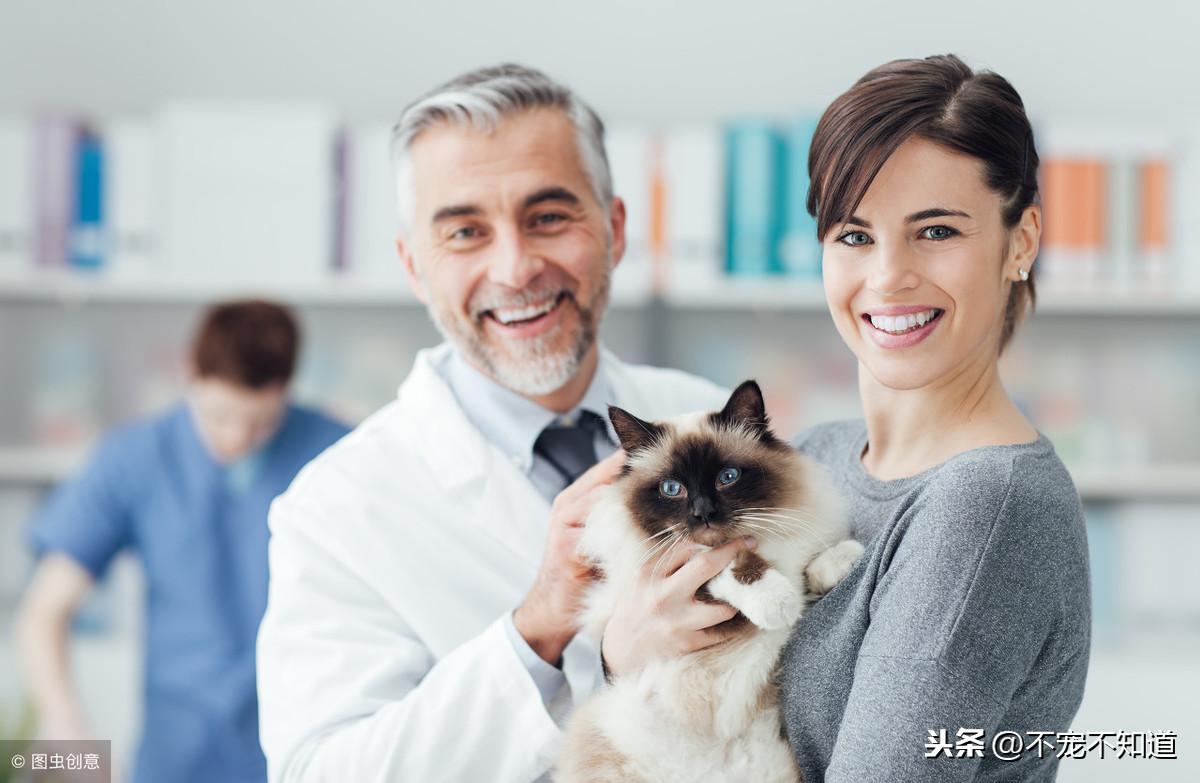 猫发情了为什么一直叫怎么办，猫叫春是怎么回事，怎么解决