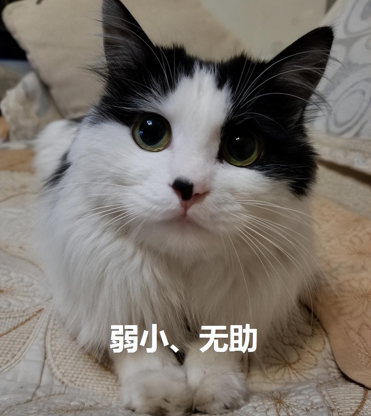 猫咪真的害怕你的四种表现（从尾巴到耳朵，都要看）