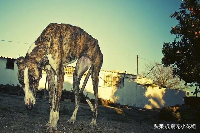 灵缇为什么很少人养,灵缇禁养吗（了解灵缇的优缺点及注意事项）