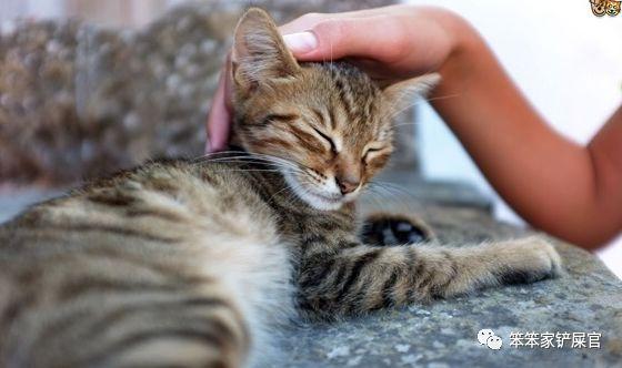 猫咪多大开始变温顺正常,小猫几个月性格才稳定,为什么越来越粘人