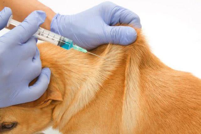 狗多久打一次狂犬疫苗，狗有狂犬病能活多久，一定会发病吗