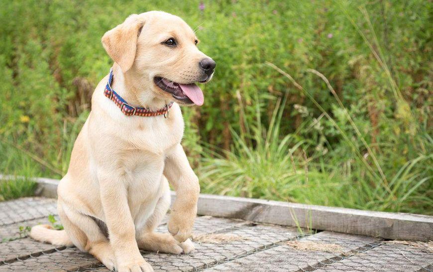 适合女生养的巨型犬，适合独居女孩养的大型犬，养什么狗保护自己