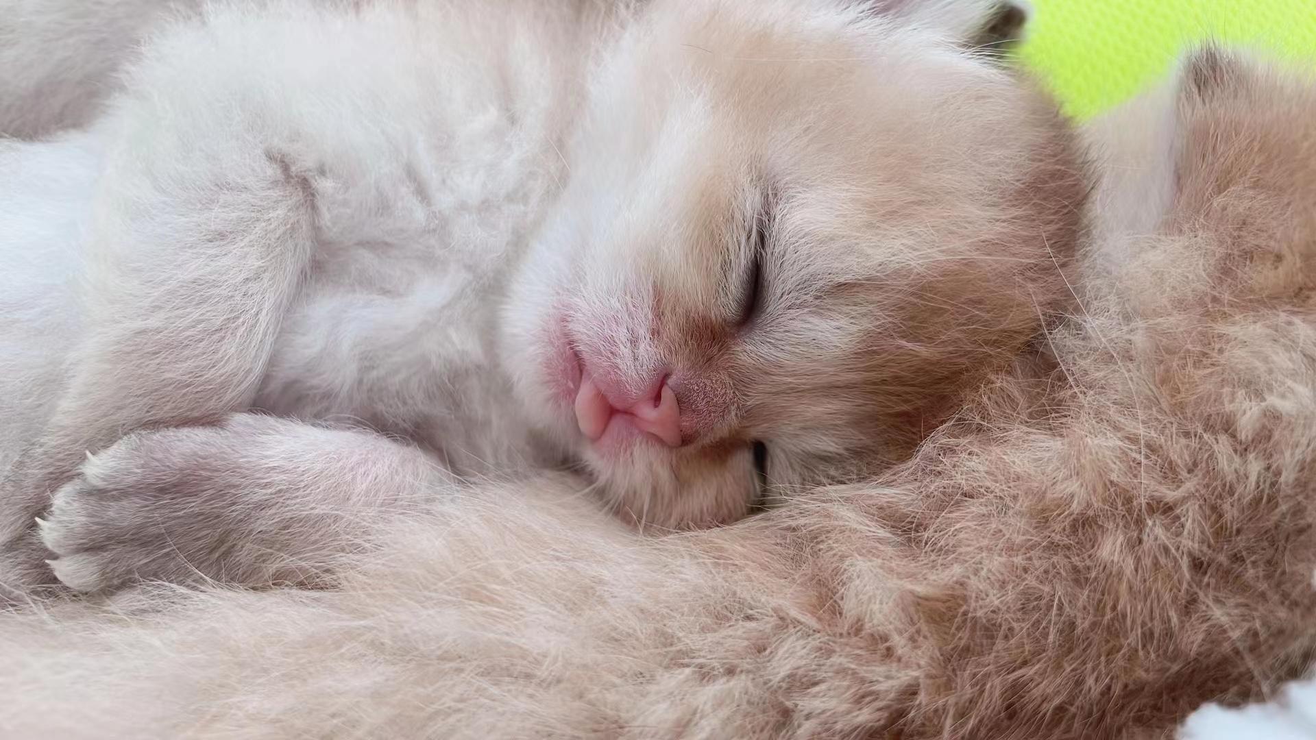 猫咪生产完怎样能确认肚子里还有没有（专业技巧教你判断猫咪产后是否携带幼崽）