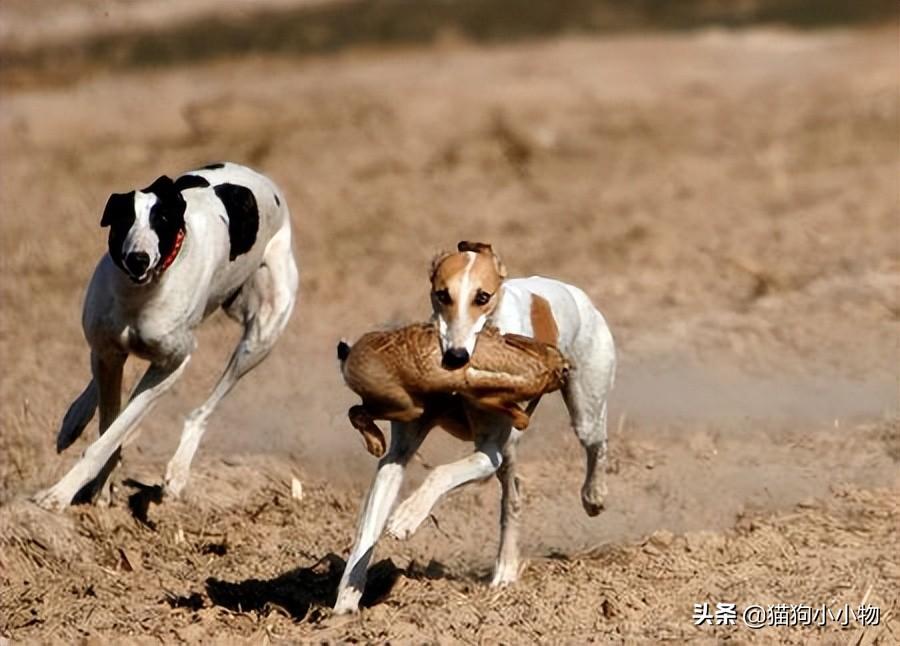 细狗什么品种最好养活，纯种山东细犬图片