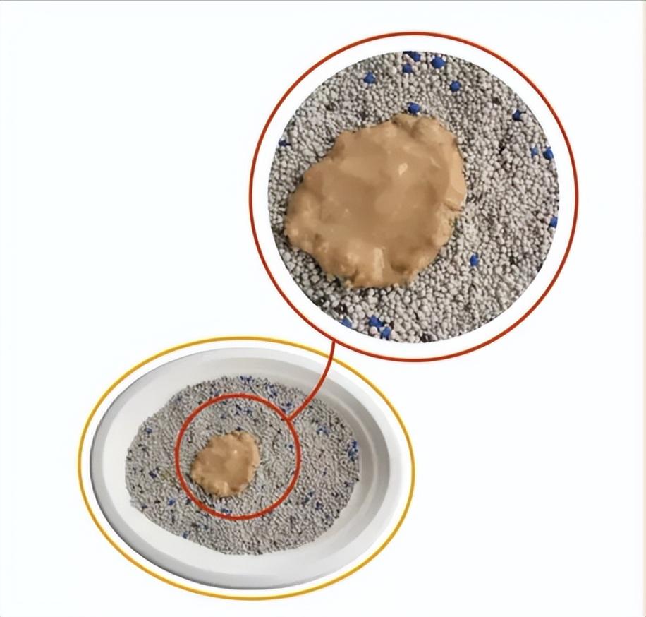 不拉屎也能有好精神？猫咪排便问题解析（了解猫排便健康）