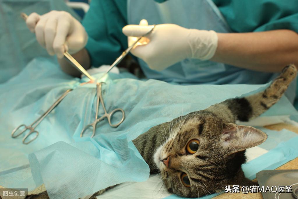 小猫多大可以吃猫粮,多大可以洗澡,猫咪多久发育成熟