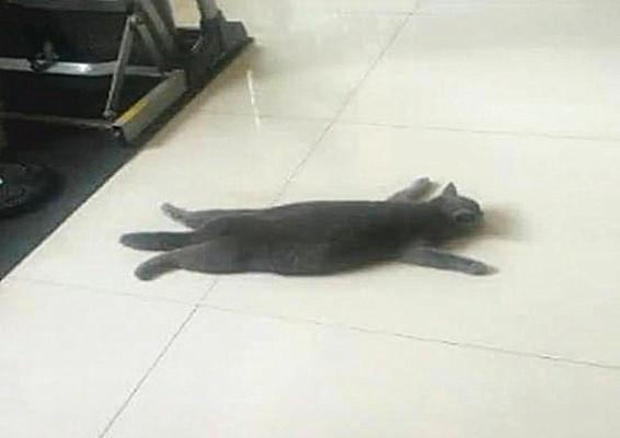 宠物猫咪能吹空调吗为什么，多少度就要给猫开空调