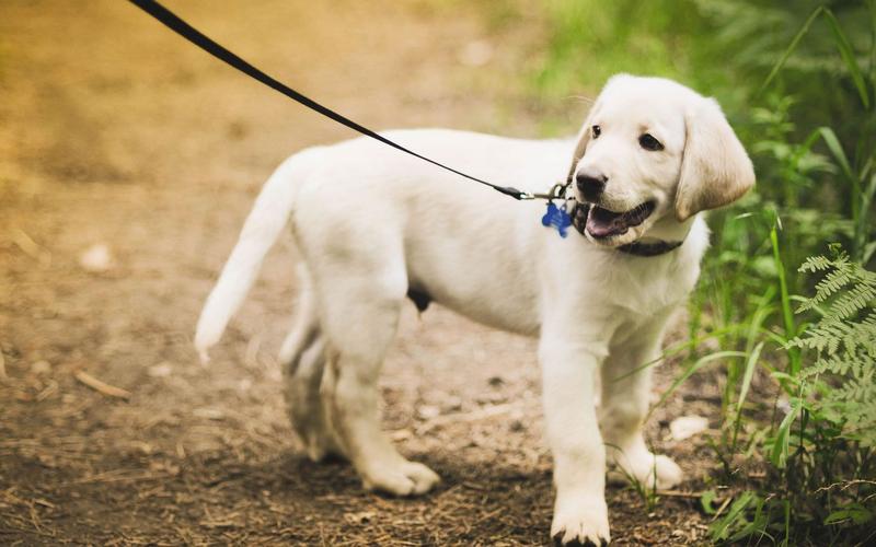 拉布拉多幼犬价格多少钱一只，又便宜养起来又不费钱的狗