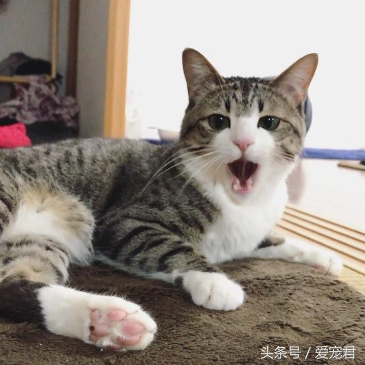 猫咪可以吃鸡骨头吗？怎样才安全？（饮食与健康攻略）