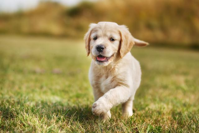 寻回犬什么意思，是干什么的，有哪些品种