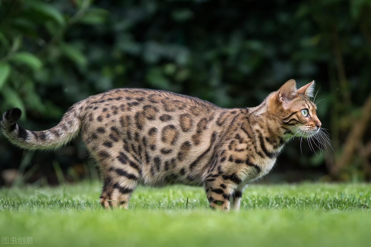 为什么很少人养孟加拉豹猫（分析孟加拉豹猫的特点和适宜饲养条件）