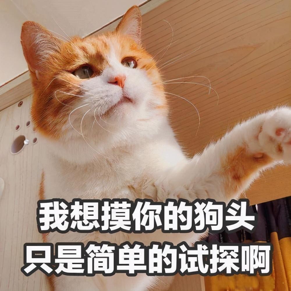 橘白猫是什么猫品种,橘白猫是橘猫吗（探究橘白猫在猫类中的位置）