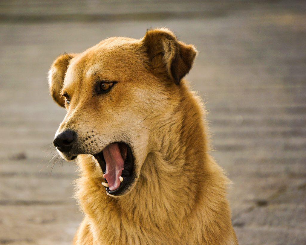 大狗窝咳会有危险吗，犬窝咳能自愈吗，打什么针好