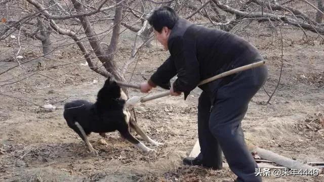 为什么打狗越打越想打它，小狗挨揍之后的各种表现