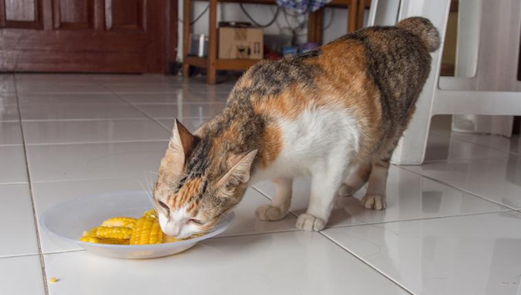 猫能不能吃玉米？猫咪饮食禁忌和推荐详细分析