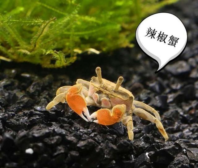 宠物螃蟹怎么养，吃什么，能活多久，多久换一次水