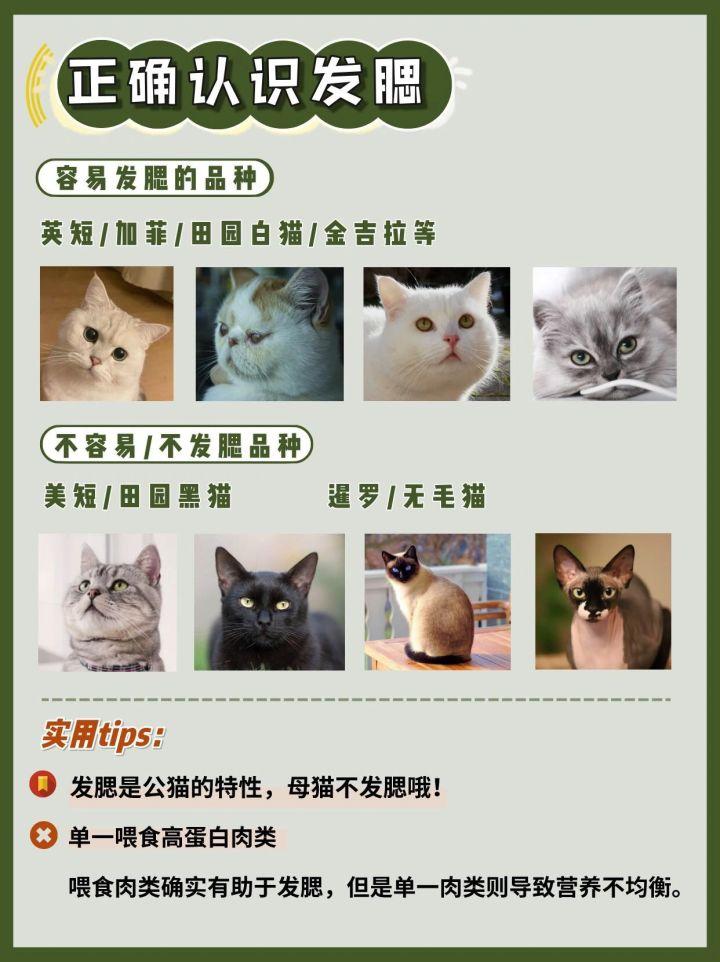 猫咪发腮和不发腮的区别图 （通过图片比较显示出腮旺盛对猫咪的影响）