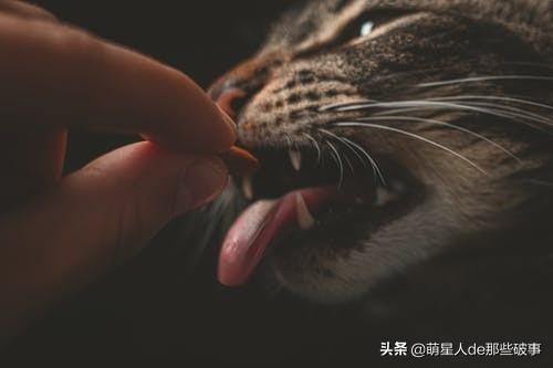 猫咪能喝豆浆吗？猫咪饮食常见问题解答