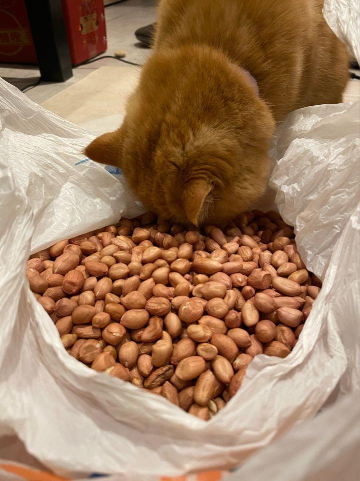 猫可以吃生花生吗有营养吗（了解宠物对坚果类食品的耐受性）