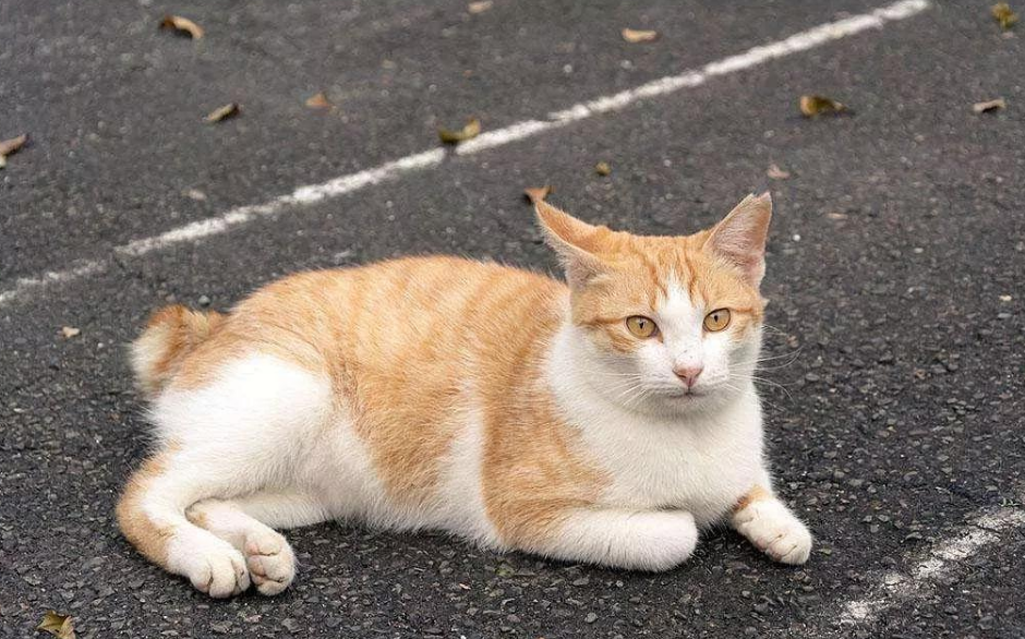 小区猫丢了怎样把猫引出来,如何快速找回,有没有什么偏门找到