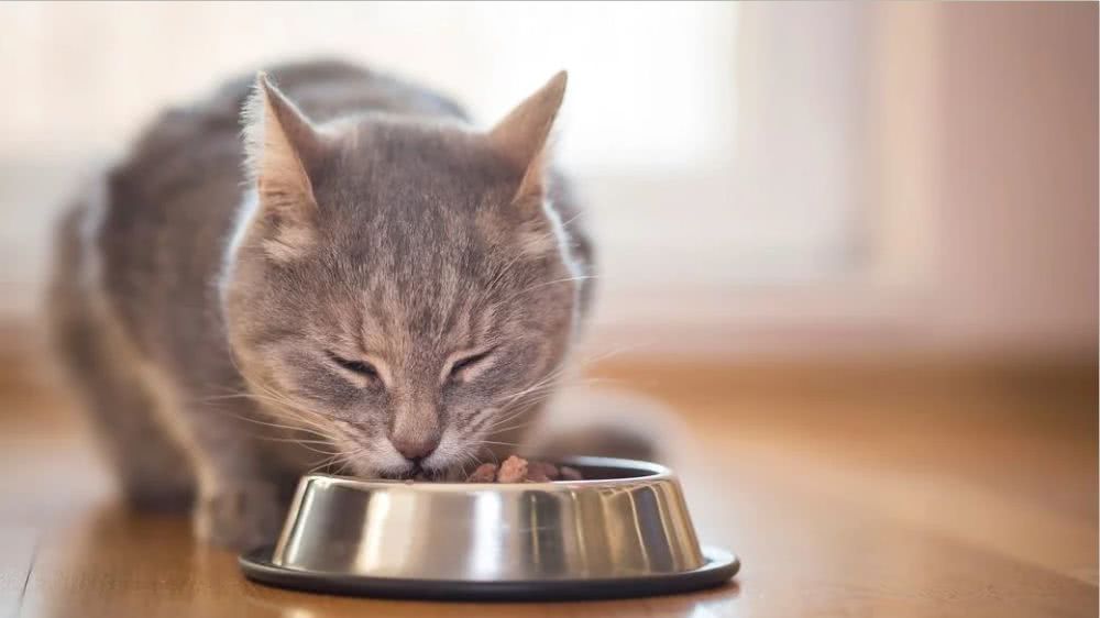 栀子花,蝴蝶兰,兰花叶子对猫有毒吗,猫咪什么食物不能吃