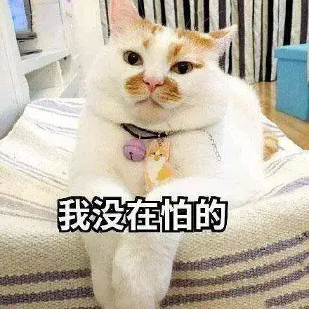 猫咪应激反应的表现什么时候开始,怎么缓解,怎么安抚