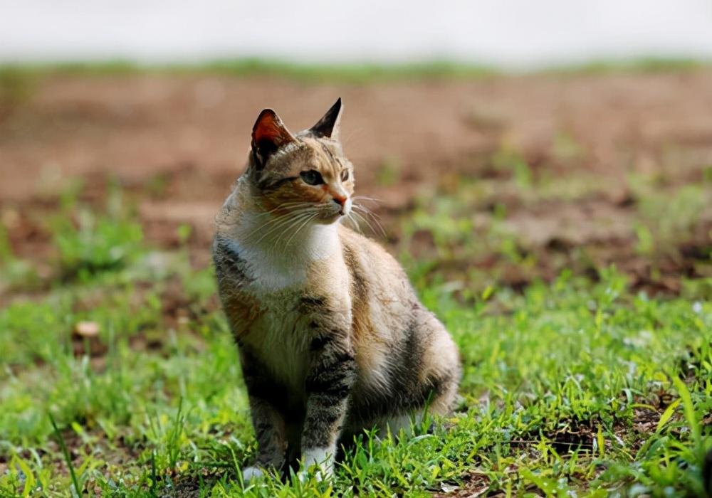 土猫适合当宠物吗（介绍土猫的种类和适宜饲养方式）