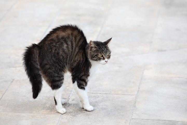 猫尾巴竖起来什么意思,尾巴摇来摇去是什么意思,猫咪肢体动作表达意思