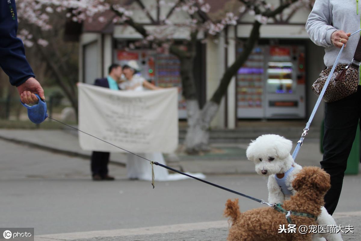 母狗 月经大概多少天，一年几次正常，狗会来月经会流血吗