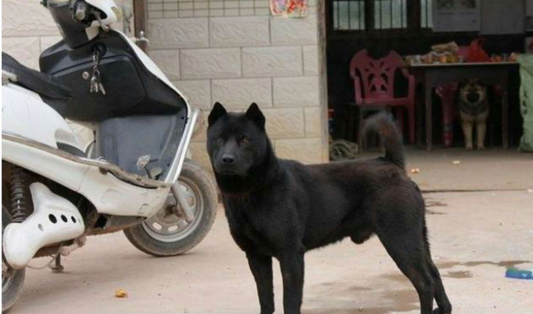 虎皮犬是什么犬种的幼犬,哪些狗快灭绝了