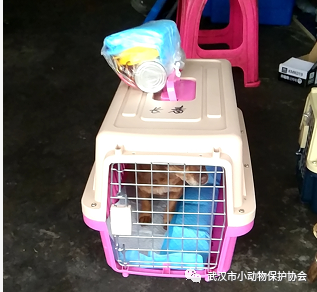 宠物猫可以上飞机吗,没打疫苗的猫（了解猫乘坐飞机的相关规定）