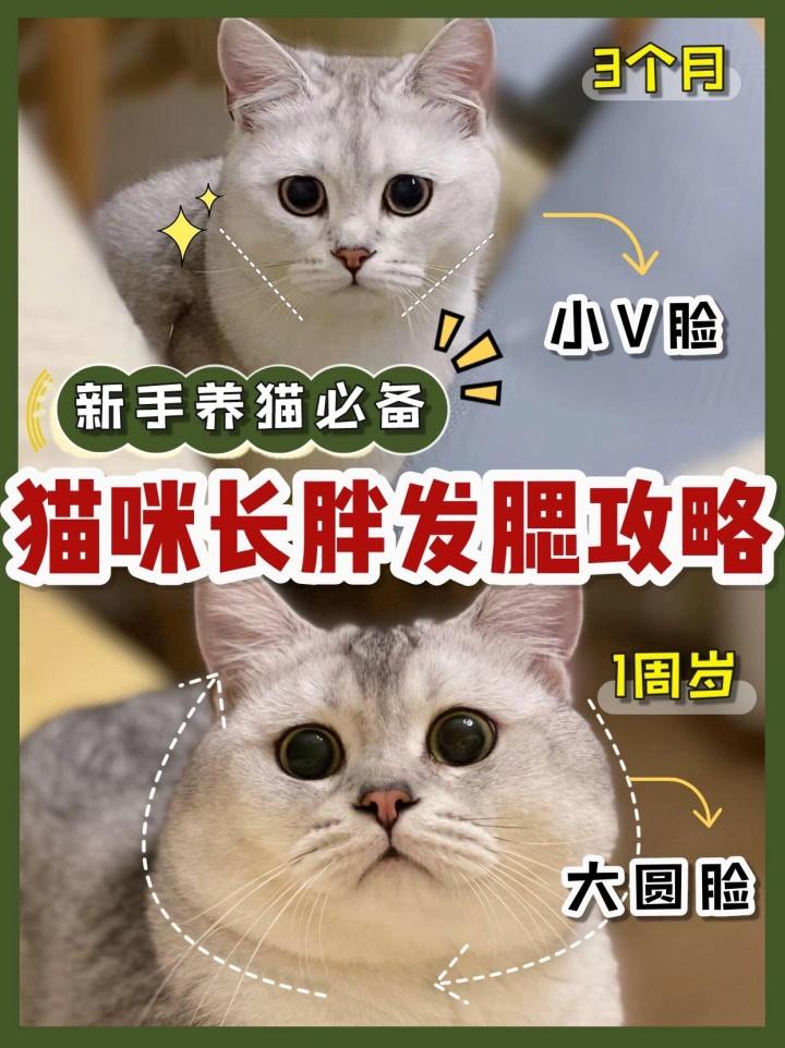 猫咪发腮和不发腮的区别图 （通过图片比较显示出腮旺盛对猫咪的影响）