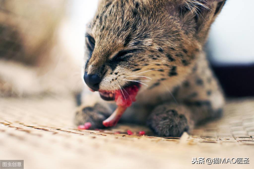 小猫多大可以吃猫粮,多大可以洗澡,猫咪多久发育成熟