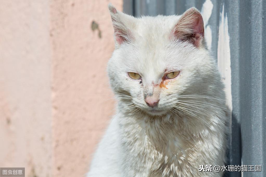 猫眼睛流脓一样的眼屎，眼睛流泪是怎么回事，猫咪挑食很多眼屎