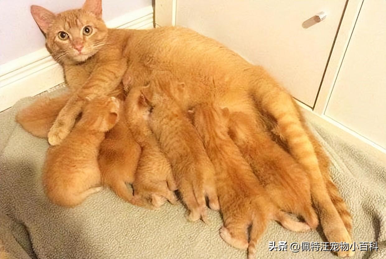 猫能生几次？每次多少只？猫多久生（猫妈咪的繁殖“奥秘”）