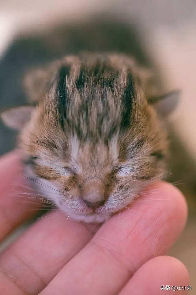 没断奶的小猫怎么养活没有奶粉怎么办，没断奶的猫喂什么