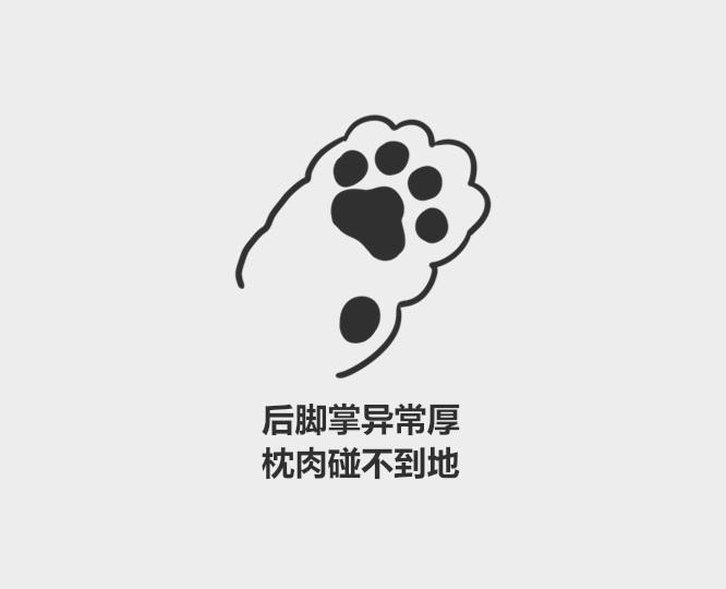 折耳猫有什么缺陷,一定会发病吗,寿命一般多少年,是天生的还是人为的