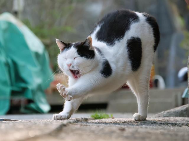 猫对主人弓背什么意思，弓背身子蹭你还发出呼噜声，弓背蹭人腿