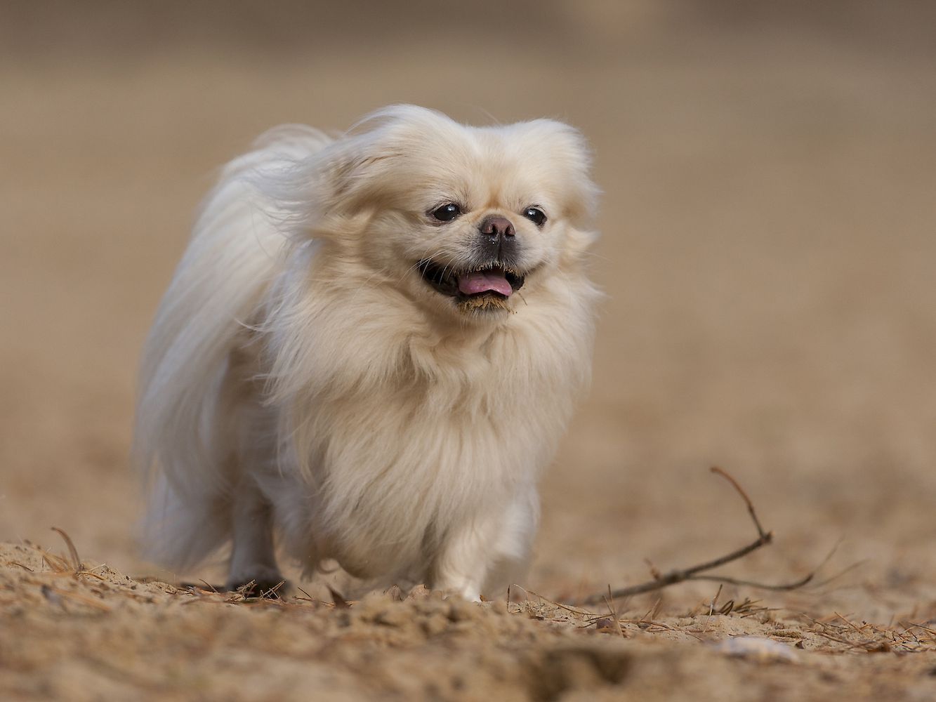 京巴犬多少钱，为什么没人养，刚开始养就后悔