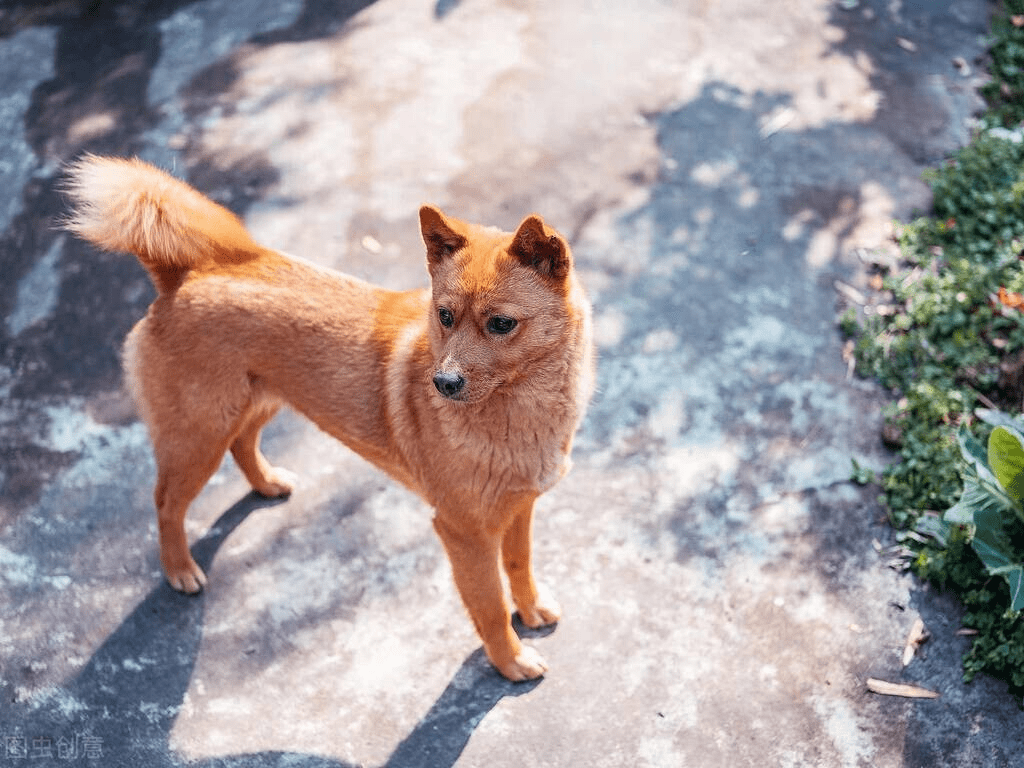 犬瘟初期抽搐像打嗝一抽一抽的怎么回事,怎么判断狗是不是狗瘟