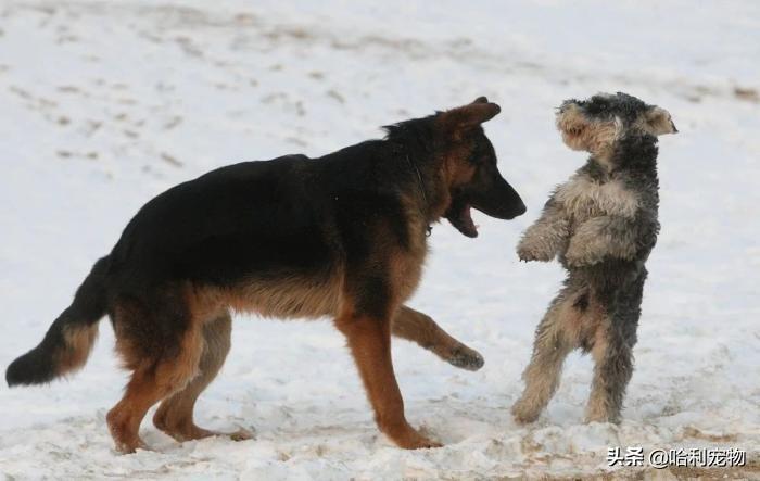 狗与犬的区别在哪里图片,狗和犬是一个品种吗