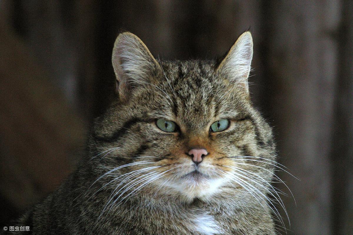 如何用气味驱赶野猫离开某个地方，怎样能把猫彻底赶走