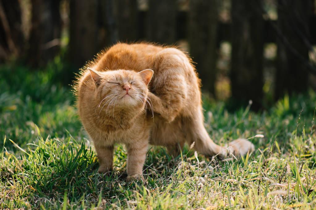 猫身上的蜱虫是否会传染给人类？(了解猫身上常见寄生虫及其传播方式)