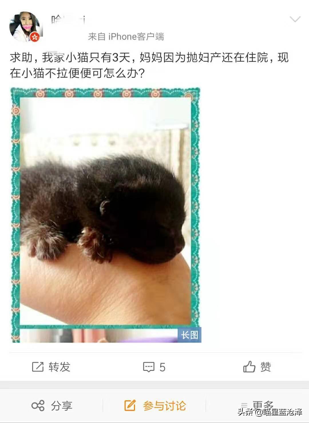 幼猫不拉屎怎么办？教你一招（养猫必读）