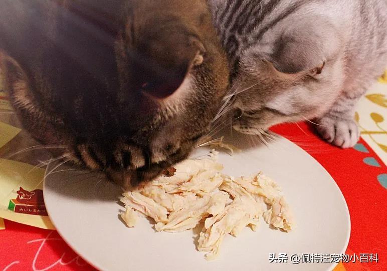 猫能生几次？每次多少只？猫多久生（猫妈咪的繁殖“奥秘”）