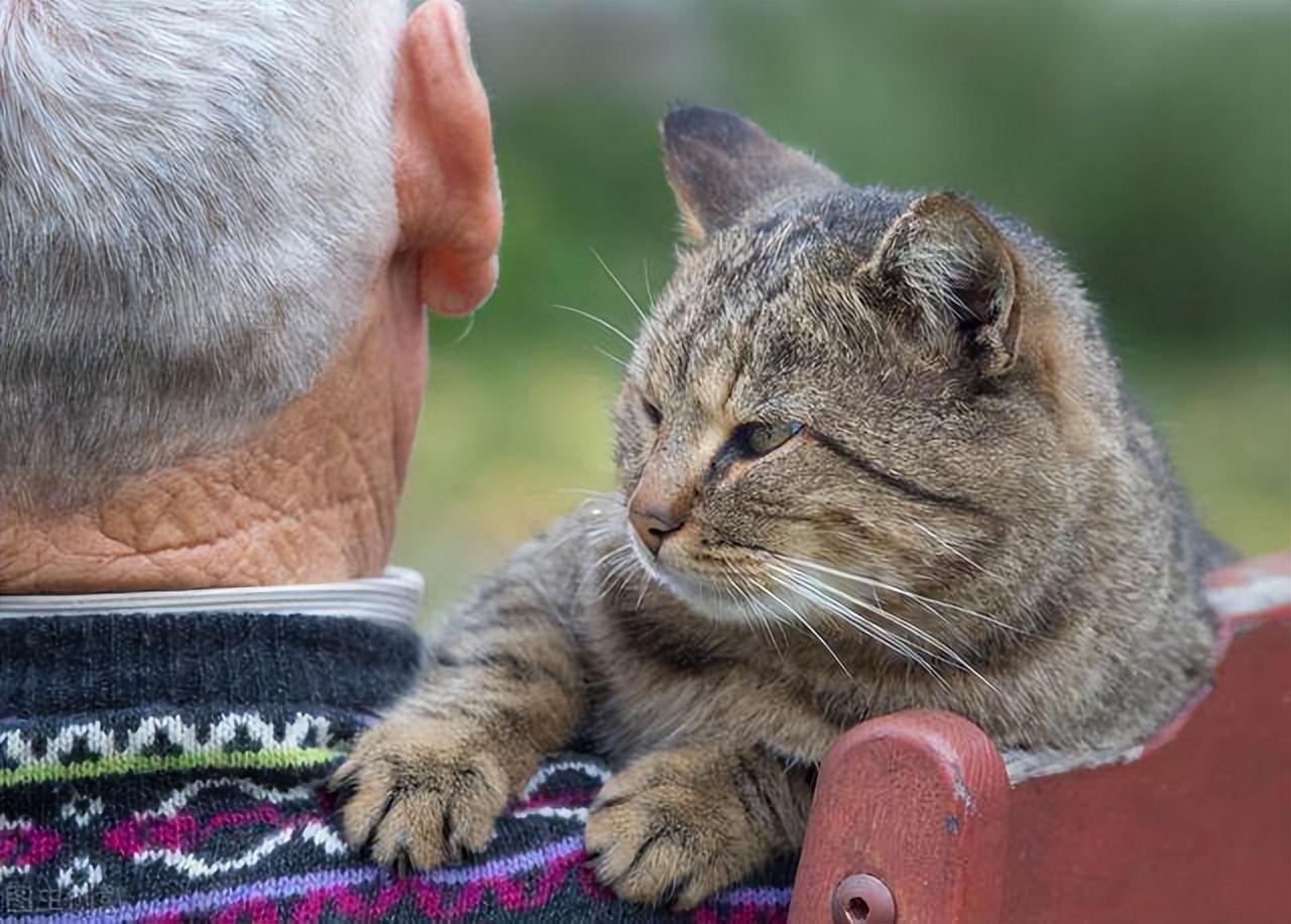 多大算成猫,十个月是幼猫还是成猫,一岁猫相当于人几岁