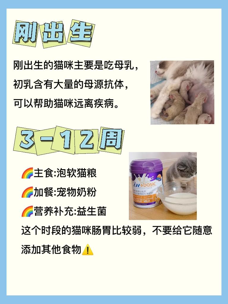 幼猫咪几个月就可以不泡猫粮了，吃得太饱的症状，每个阶段吃什么猫食