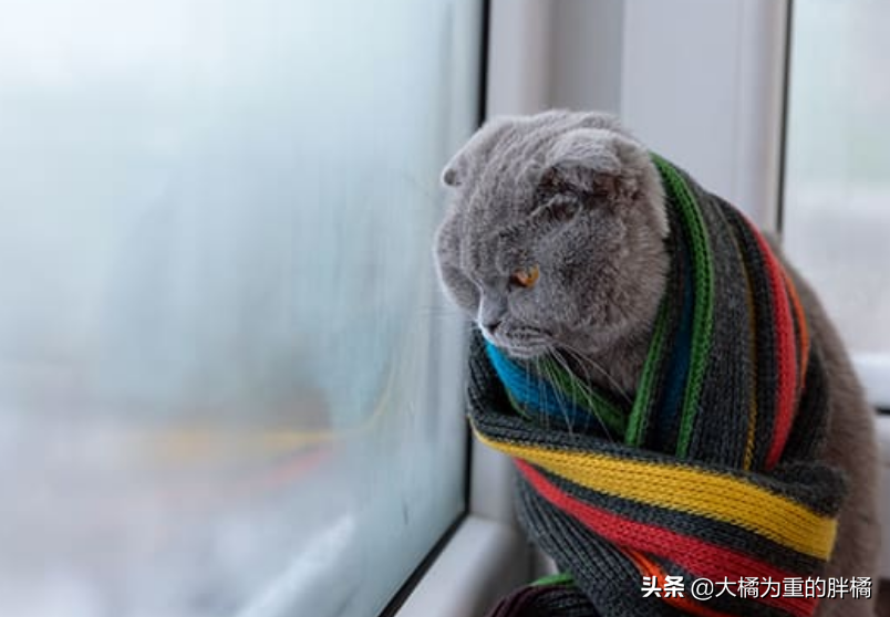 猫咪怕热还是怕冷?怎么办，多少度算冷，猫怕冷狗怕热的原因