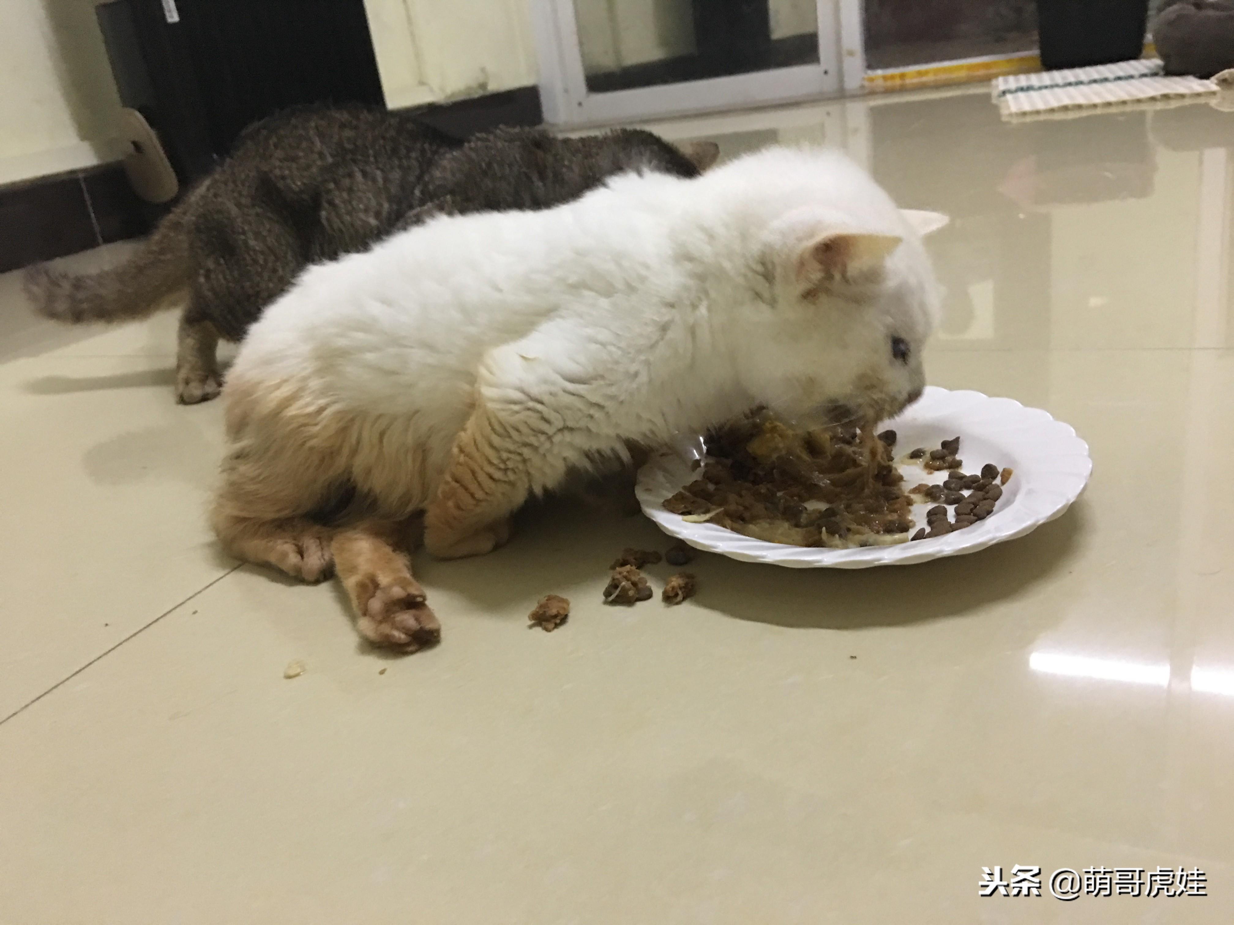 刚出生的小猫后腿站不起来后腿拖着走,